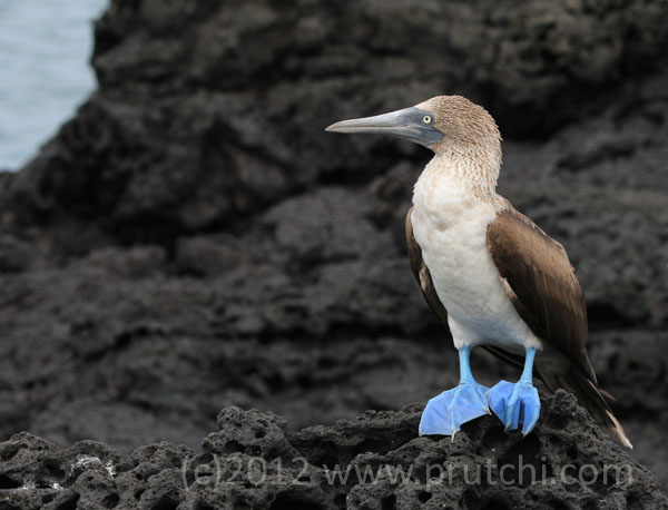 Blue footed booby, Galapagos Islands, (c) David Prutchi, Ph.D. 2012