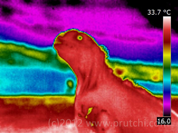 Thermal image (Thermograph) of Galapagos Marine Iguana, (c)2012 David Prutchi, Ph.D.